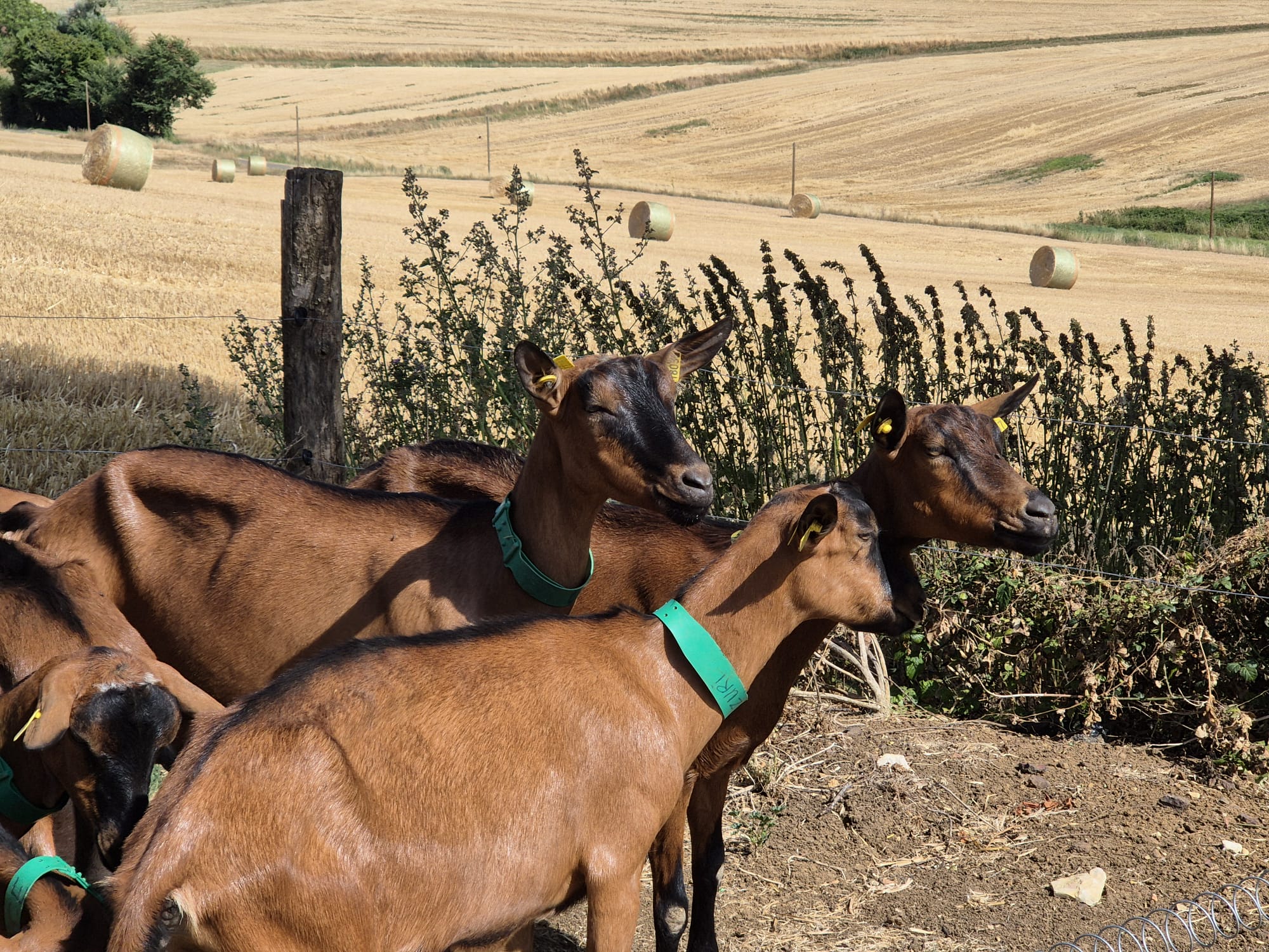 Les chèvres de la Chèvrerie des Gallands Chavignol
